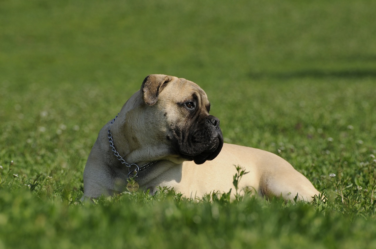 Flat-Faced Dog