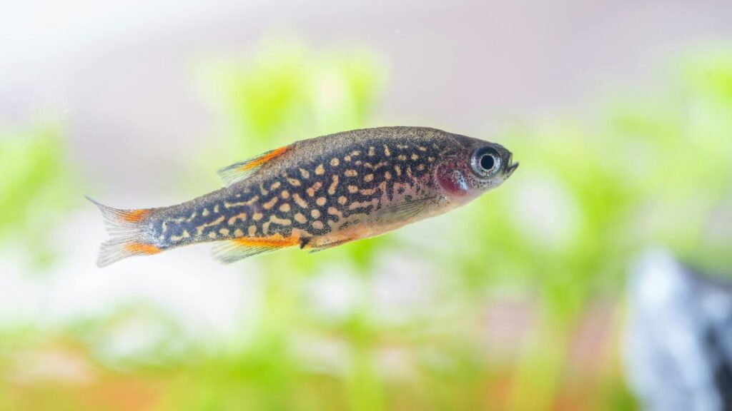 celestial pearl danios