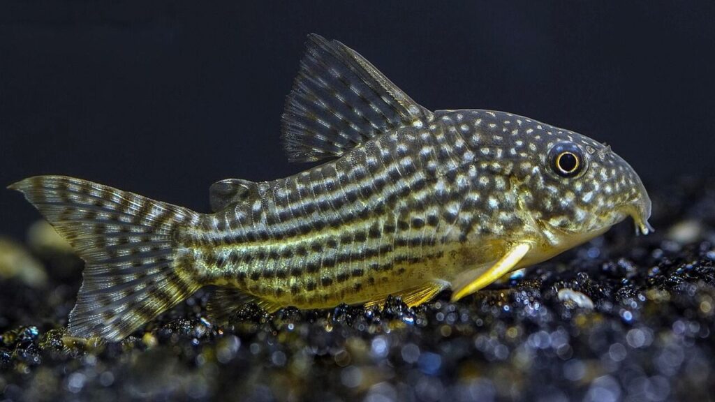 Corydoras Catfish