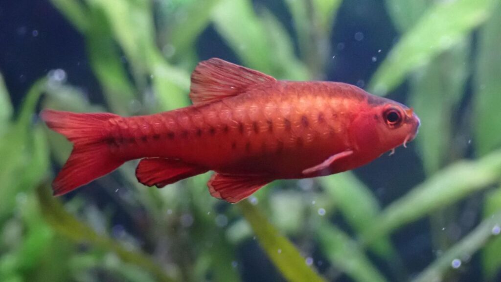Cherry Barbs