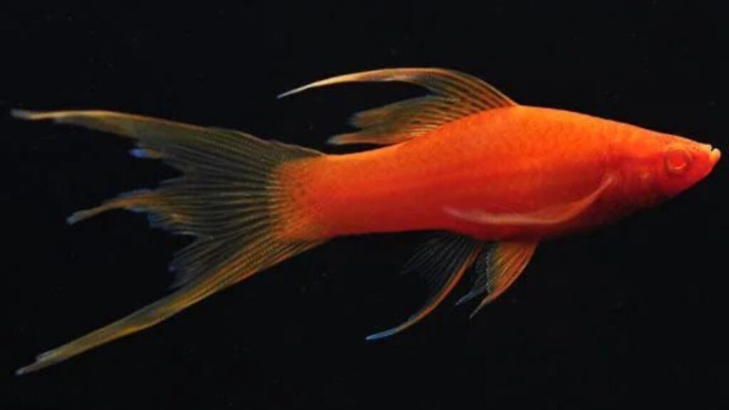 Swordtails