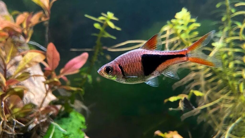 Harlequin Rasboras