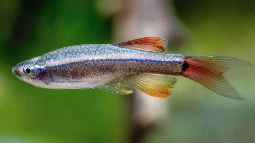 White Cloud Mountain Minnows