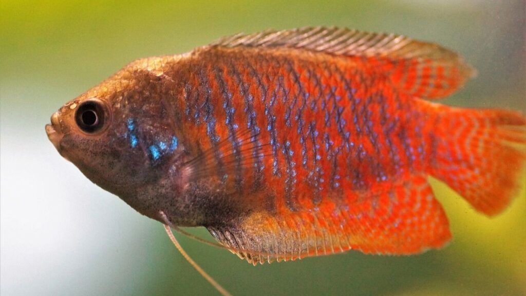 Dwarf Gouramis