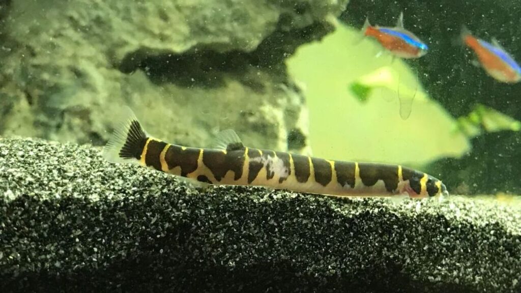 Kuhli Loaches