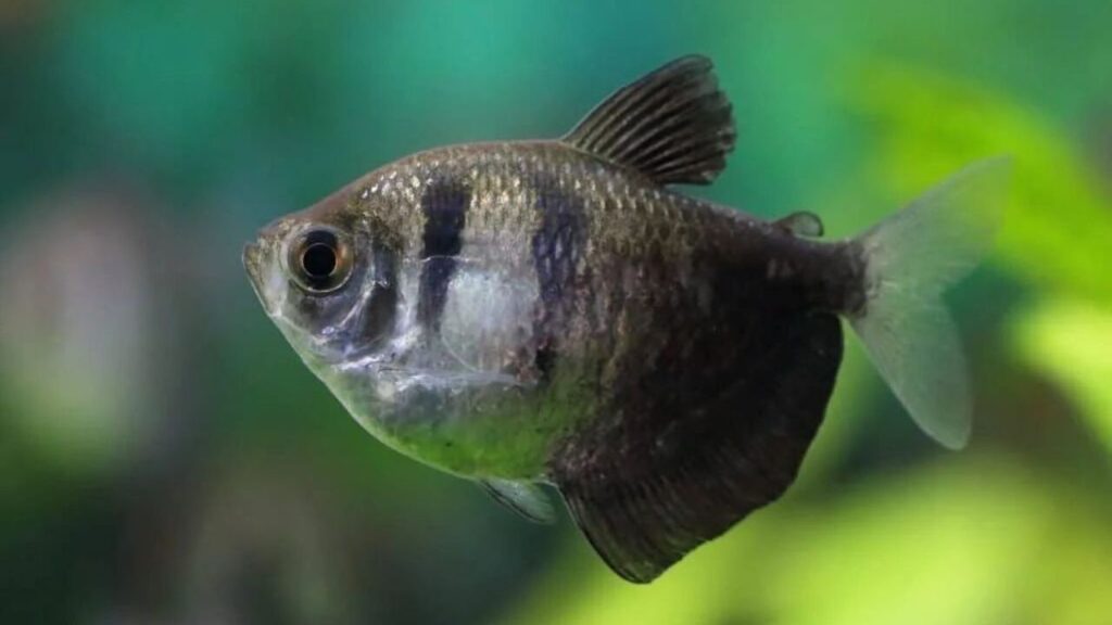 Black Skirt Tetras