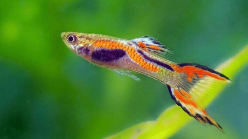 Endler’s Livebearers