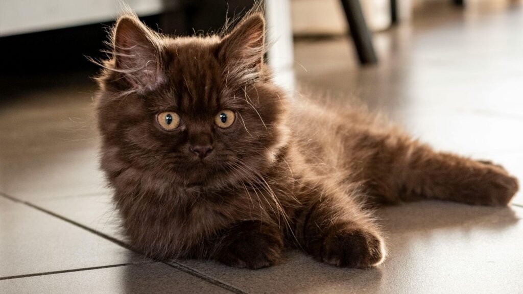Persian Cat