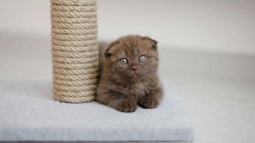Scottish Fold