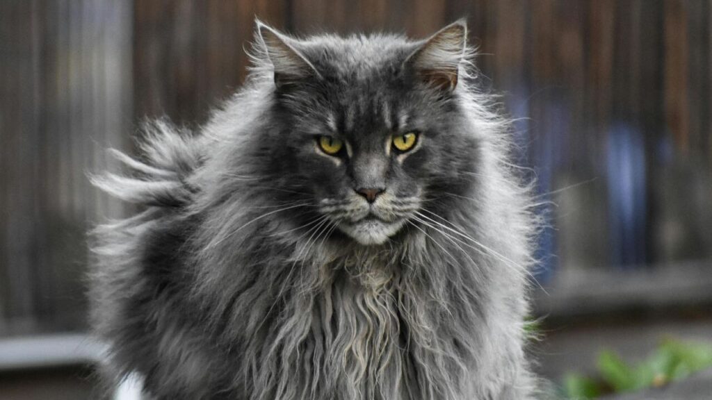 Maine Coon
