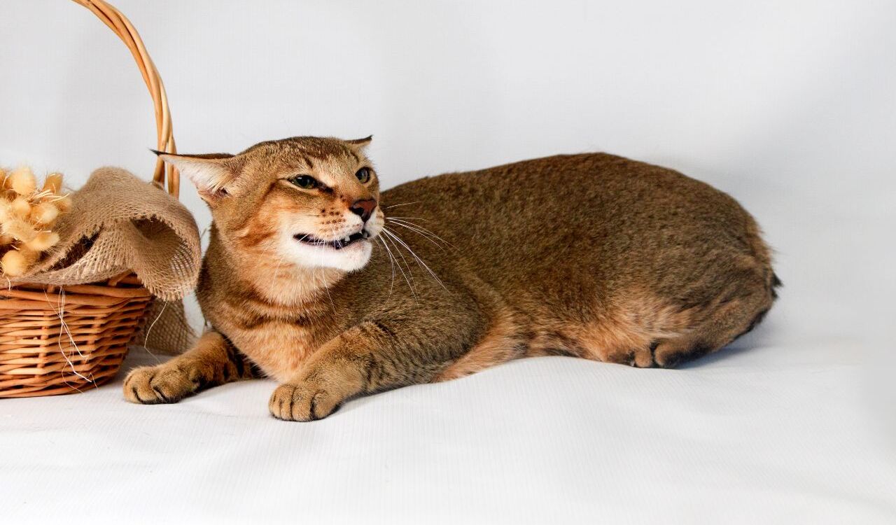 Chausie