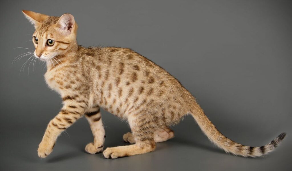 Ocicat