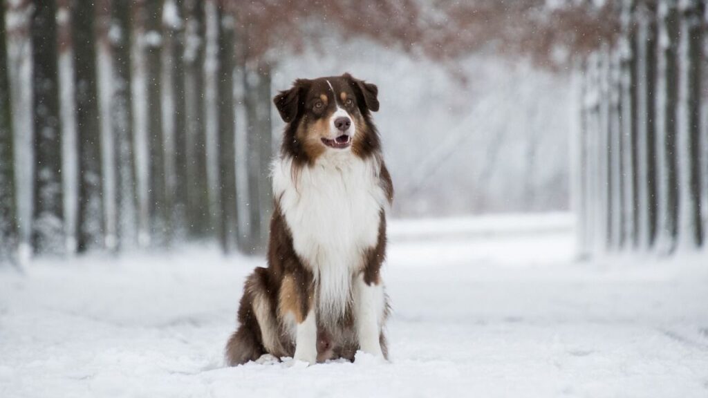 Australian Shepherd