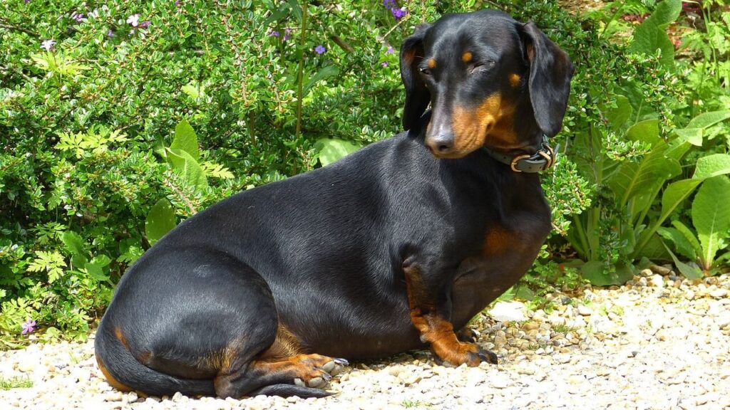 Dachshund