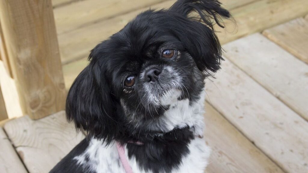 Pekingese