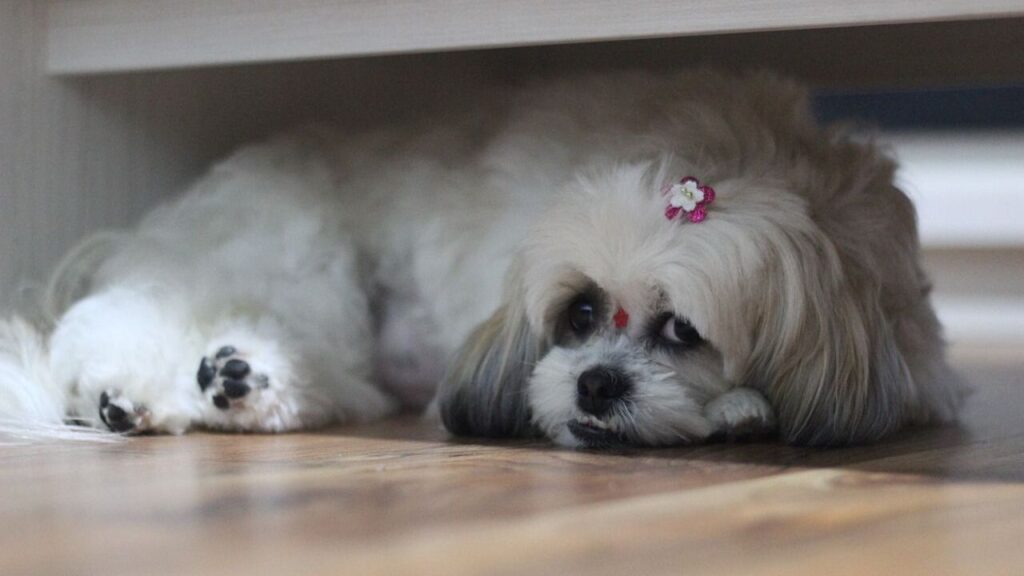 Shih Tzu