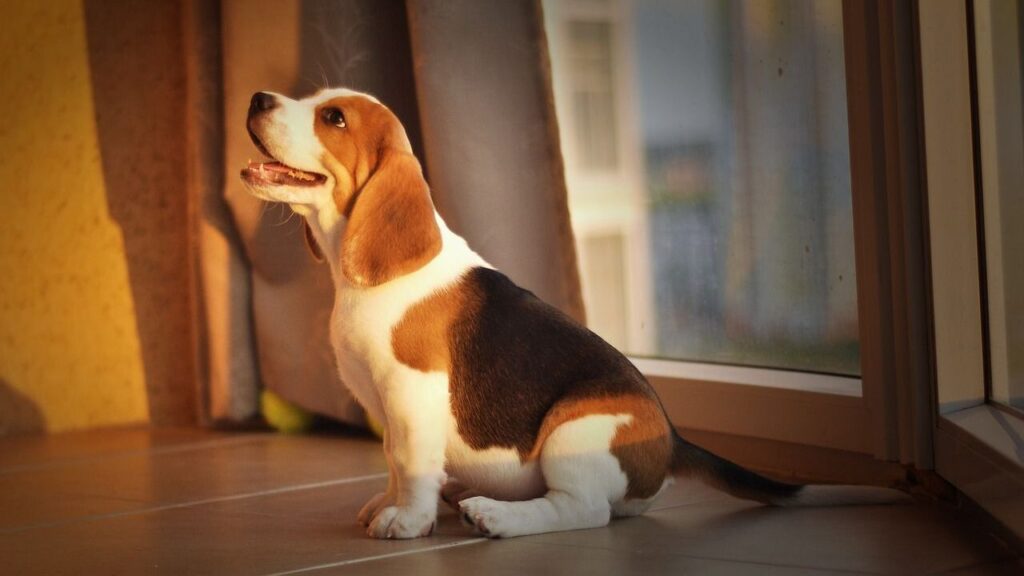 Beagle