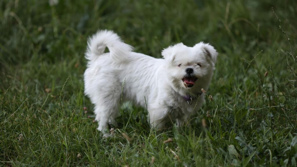 Maltese