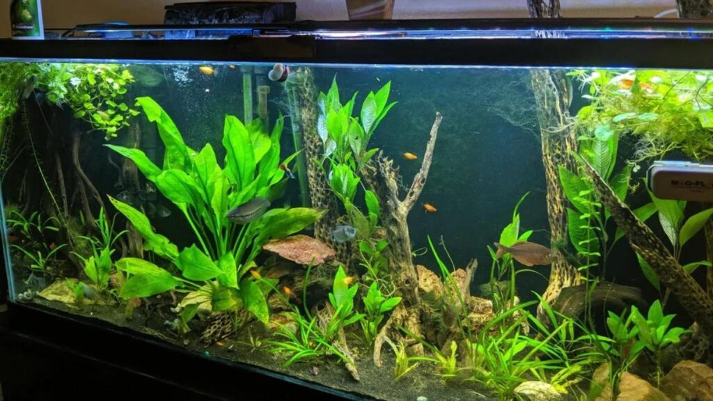 Green leaves inside aquarium