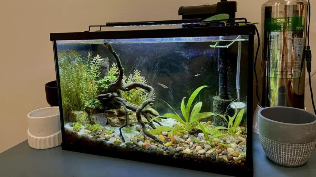 Clean Aquarium