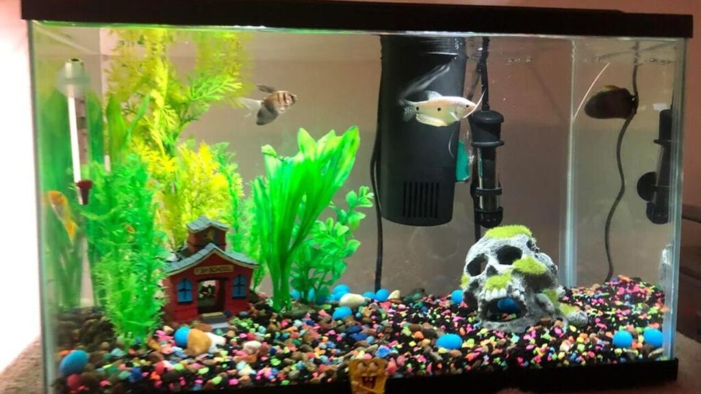 Decorated Aquarium