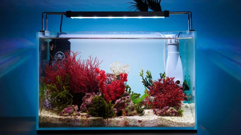 Vibrant red grass inside fish aquarium