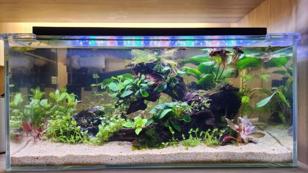 Choosing the right plants for aquarium