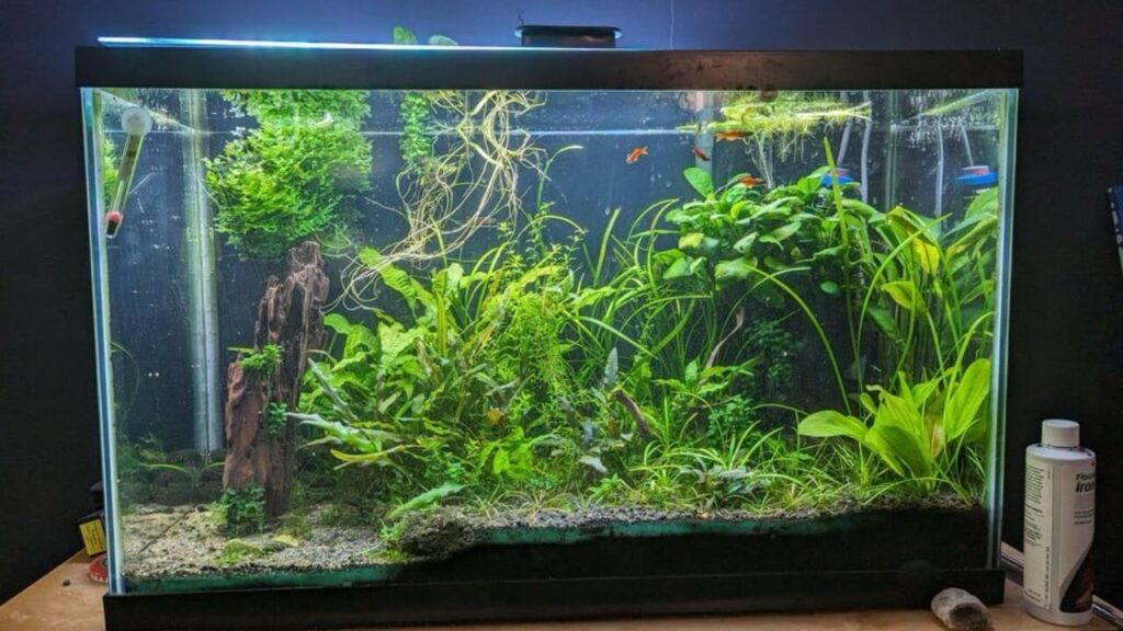 Overcrowded with plants aquarium