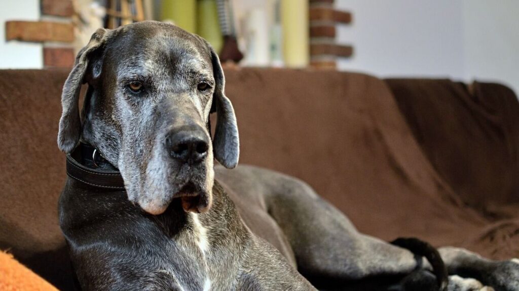 great dane