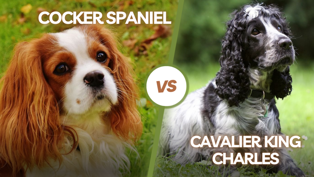 Cocker Spaniel vs Cavalier King Charles