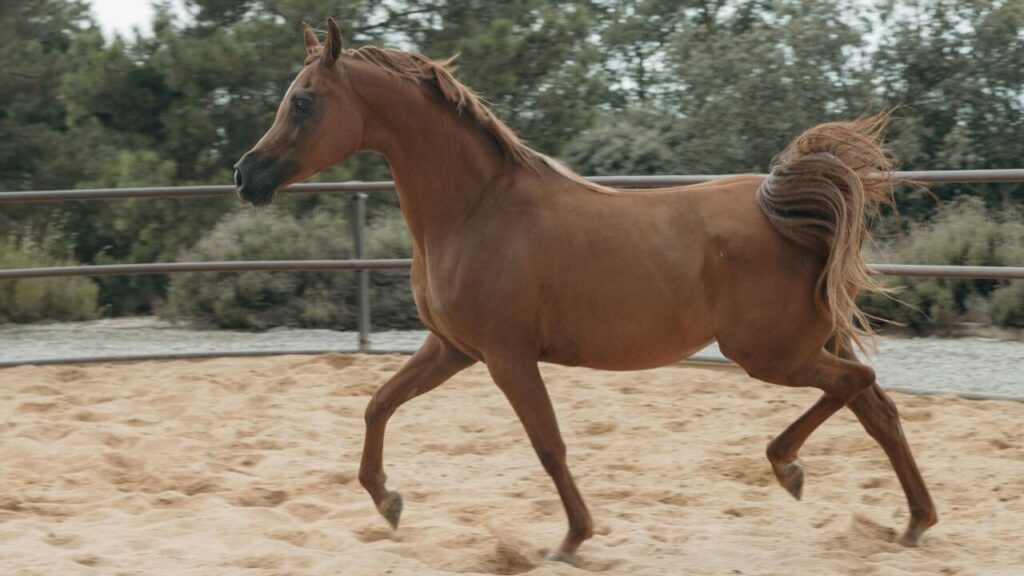 Arabian Horse