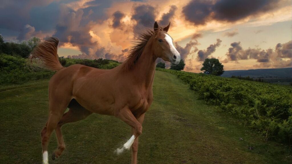 Thoroughbred