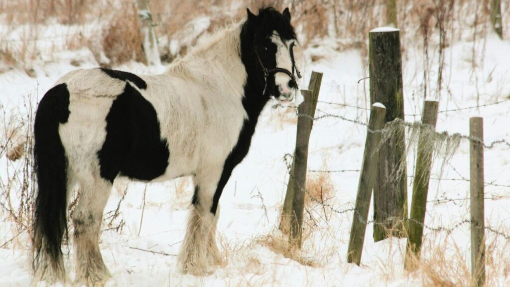 Gypsy Vanner