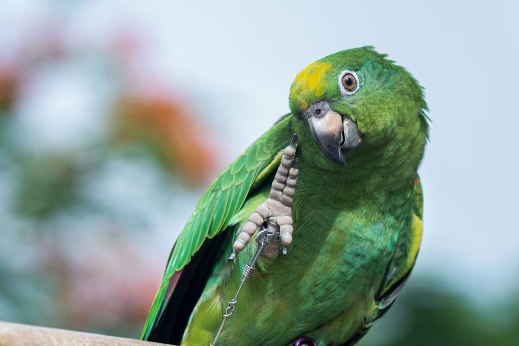 A green parrot