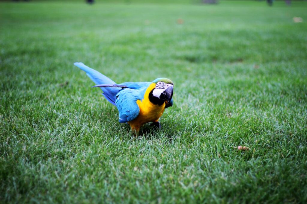 A blue macaw on grass
