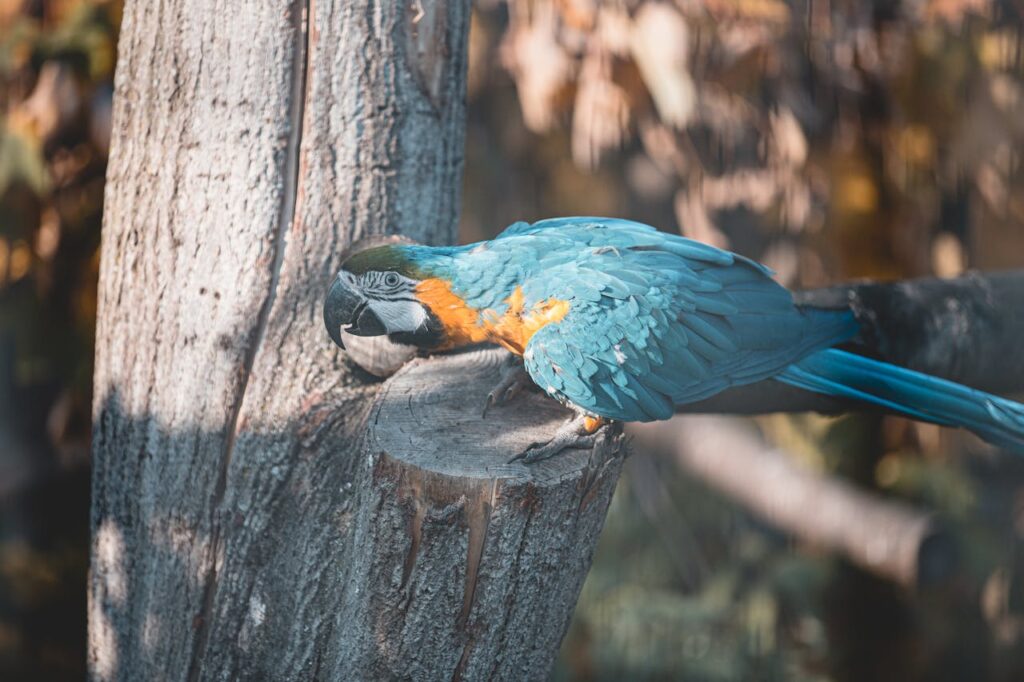 blue macaw