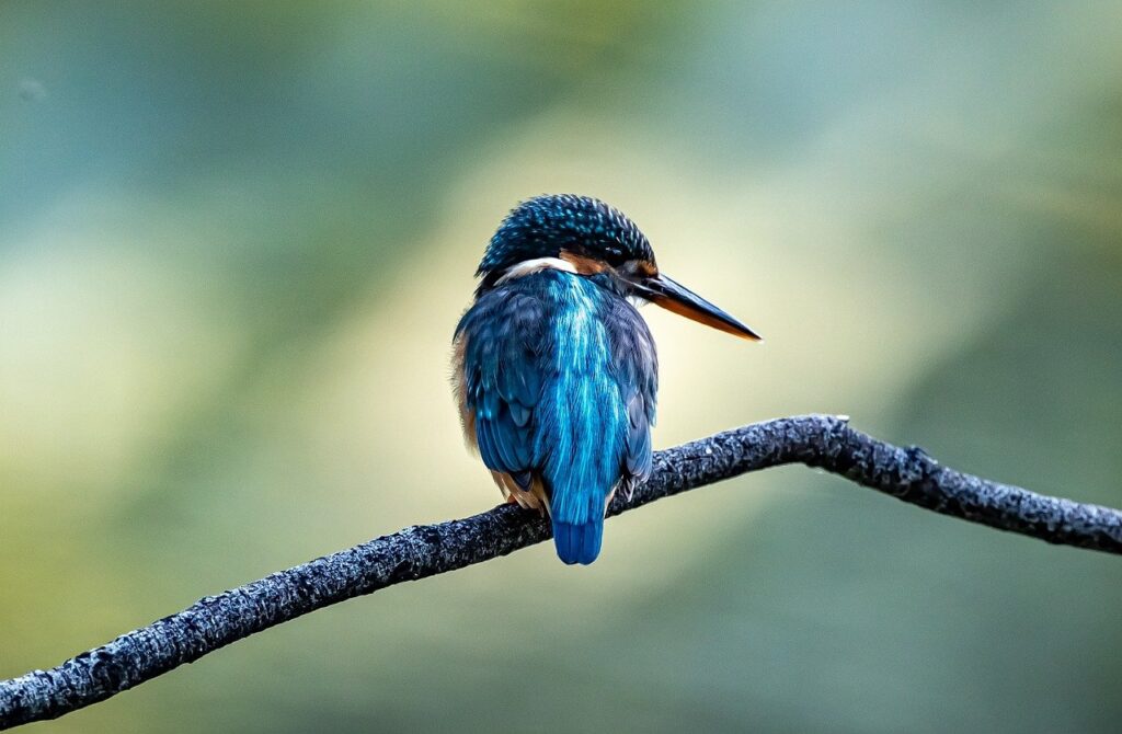 A blue shiny bird