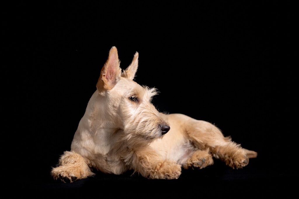 Scottish Terrier