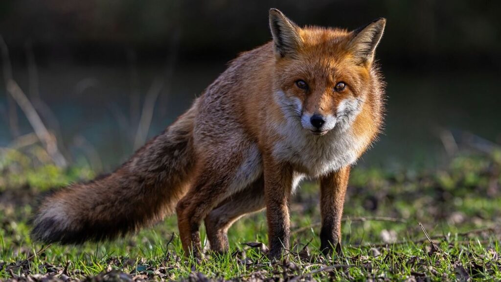 red fox
