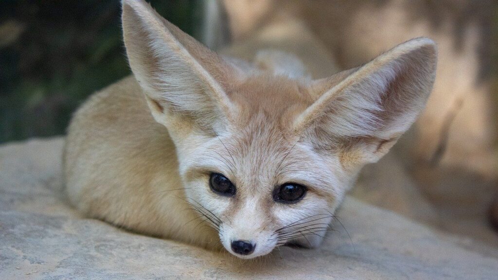 Fennec Fox