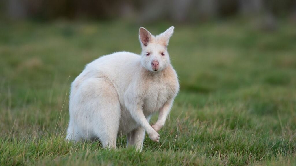 Wallaby