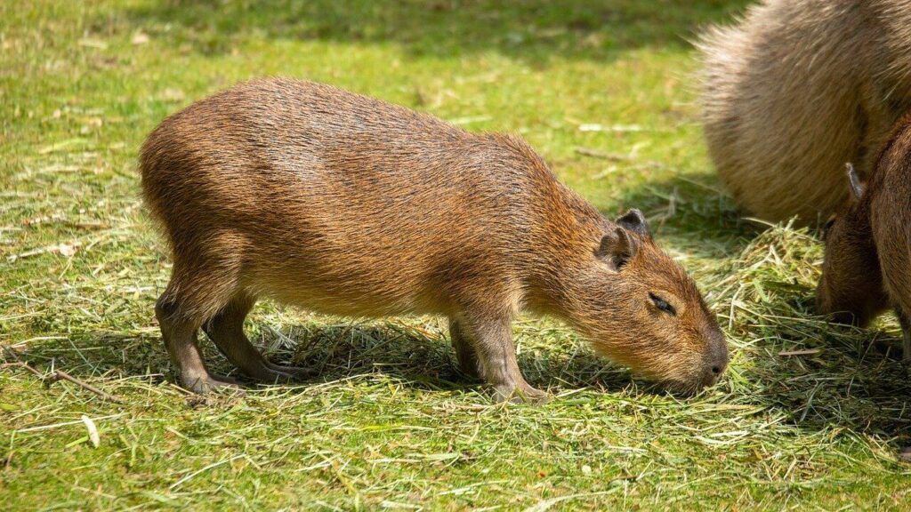 Capybara