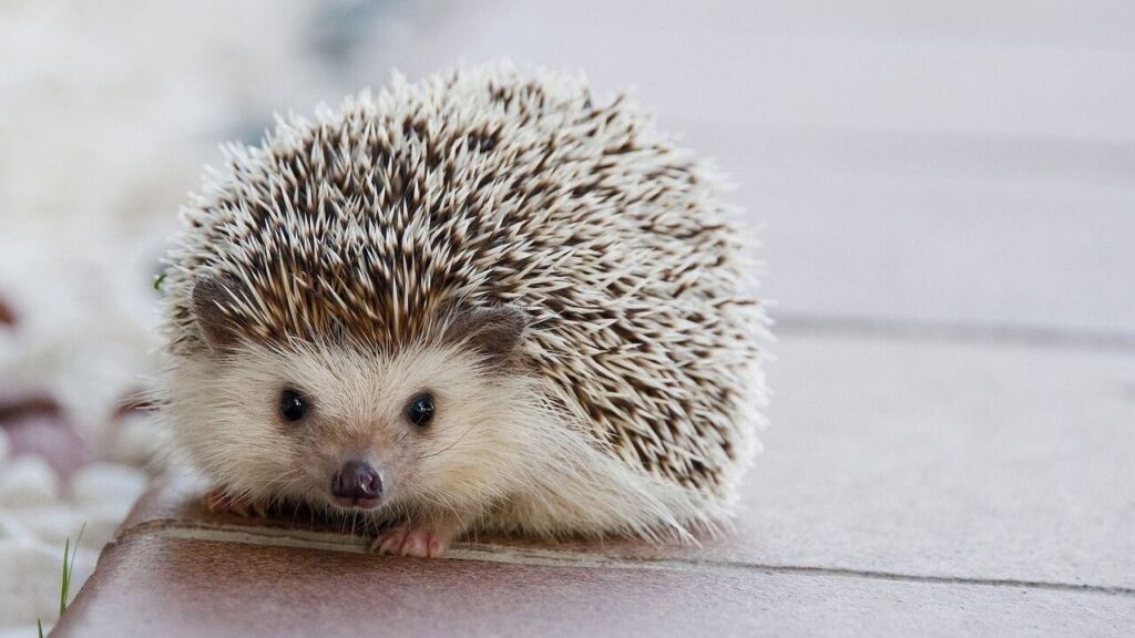 Hedgehog