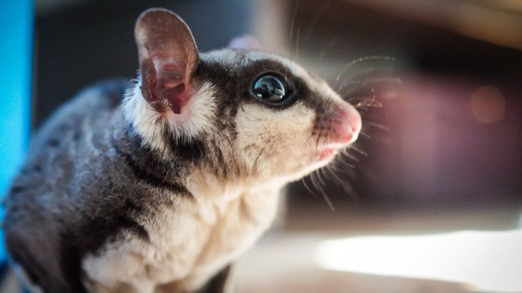 Sugar Glider
