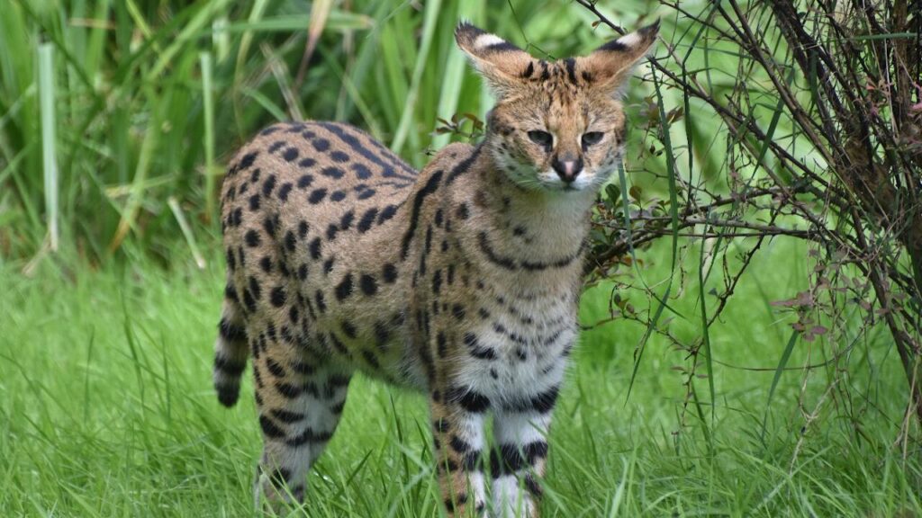 Serval Cat