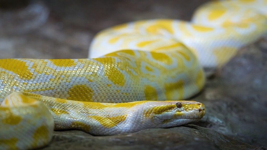 Burmese Python