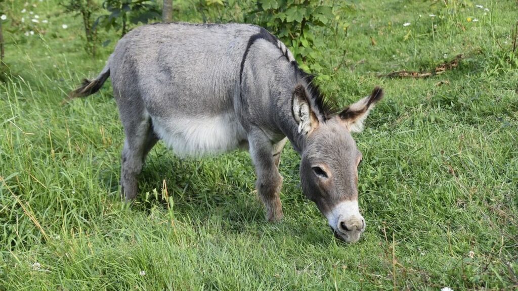 Miniature Donkey