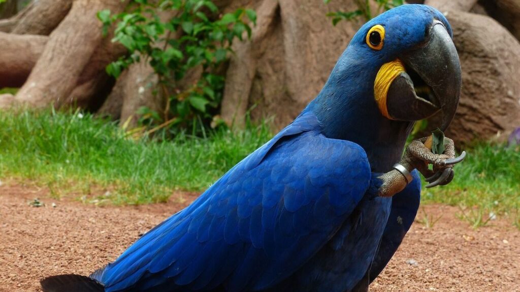 Hyacinth Macaw