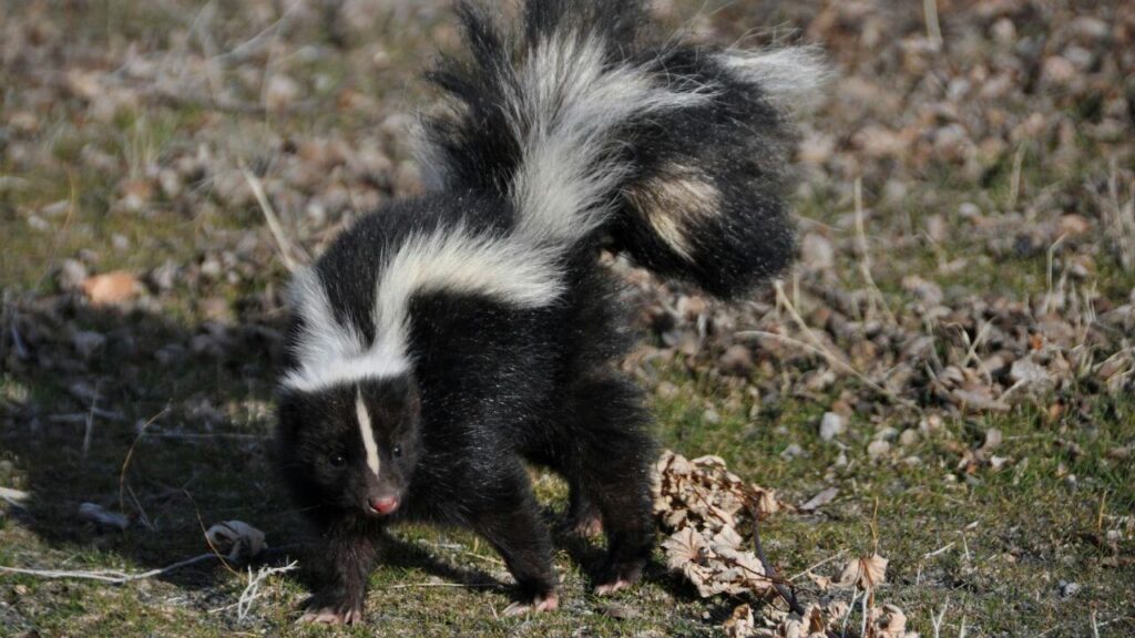 Skunk