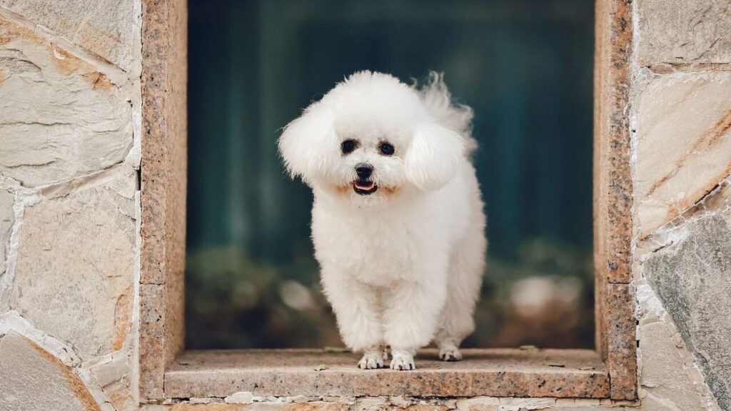 Bichon Frisé